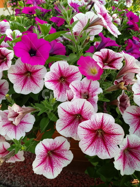페튜니아,꽃,식물,flower,plant,commongardenpetunia,가지과,한해살이풀,식물,자연,plants,nature,꽃,flower