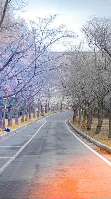 road,도로,아스팔트,asphalt,freeway,감성사진,봄,벚꽃