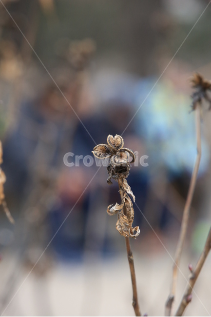 모란,겨울,식물,마른잎,모란잎,겨울,계절,winter,season,식물,자연,plants,nature