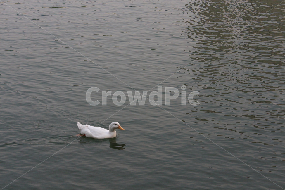 호수,오리,동물,duck,animal,동물,animal,조류,새,birds