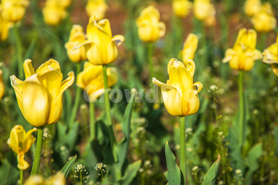 자연,식물,꽃,튤립,lower,아름다운,tulip,식물,자연,plants,nature,꽃,flower
