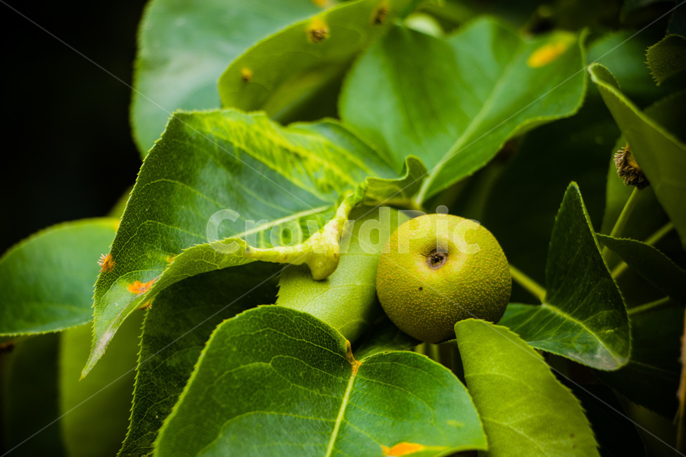 배,배나무,돌배,설익은배,푸른배,식물,자연,plants,nature,과일,열매,fruit