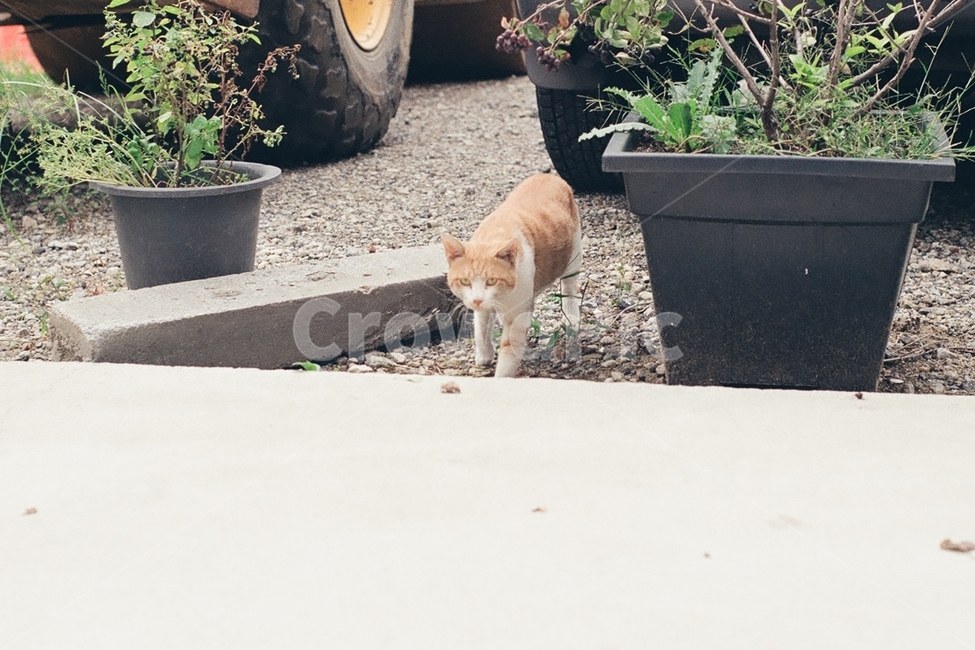 귀여움,야옹,반려동물,cats,mammals,animals,cute,meow,pets,mammal,포유류,cat,고양이,pet,abyssinian,동물,animal,아비시니안,pottedplant,화분,vase,병장식,jar,항아리,plant,식물,pottery,도기류,동물,animal,포유류,mammal,고양이,cat,kitten,kitty