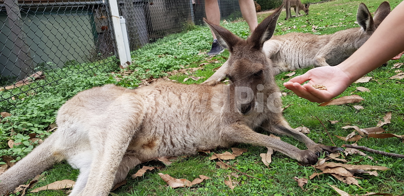 kangaroo,캥거루,mammal,포유류,동물,animal,왈라비,wallaby,동물원,호주,동물,animal,포유류,mammal