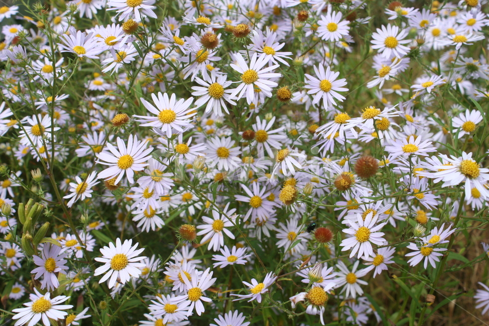 구절초,식물,꽃,daisy,plant,들국화꽃,식물,자연,plants,nature,꽃,flower