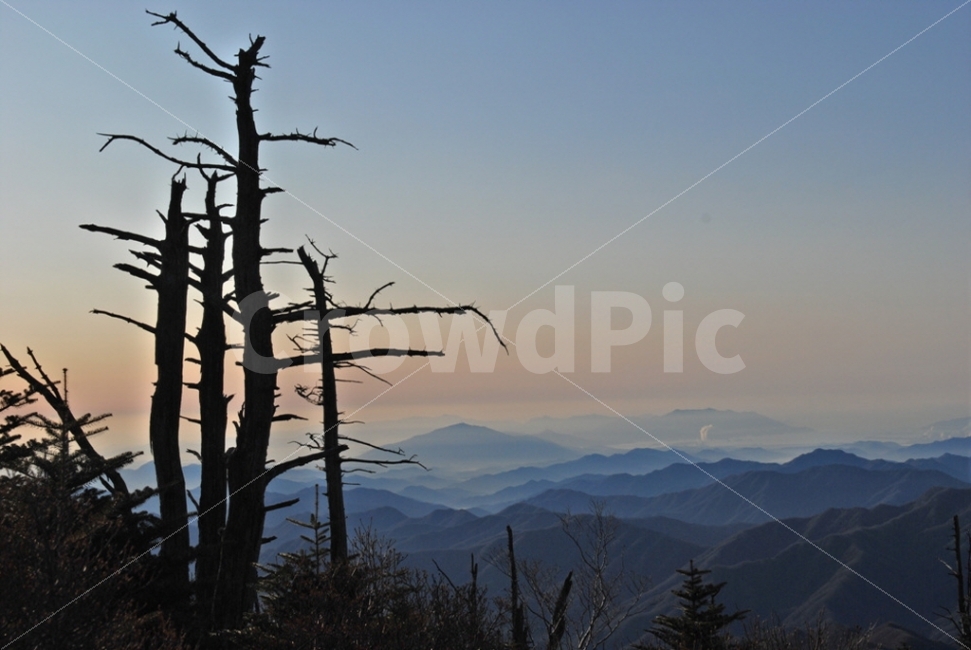 풍경,자연,아침,외로움,쓸쓸함,겨울,자연,풍경,nature,landscape,한국자연풍경,한국자연경관,korea nature landscape,식물,plants,나무,trees,wood,plant,tree