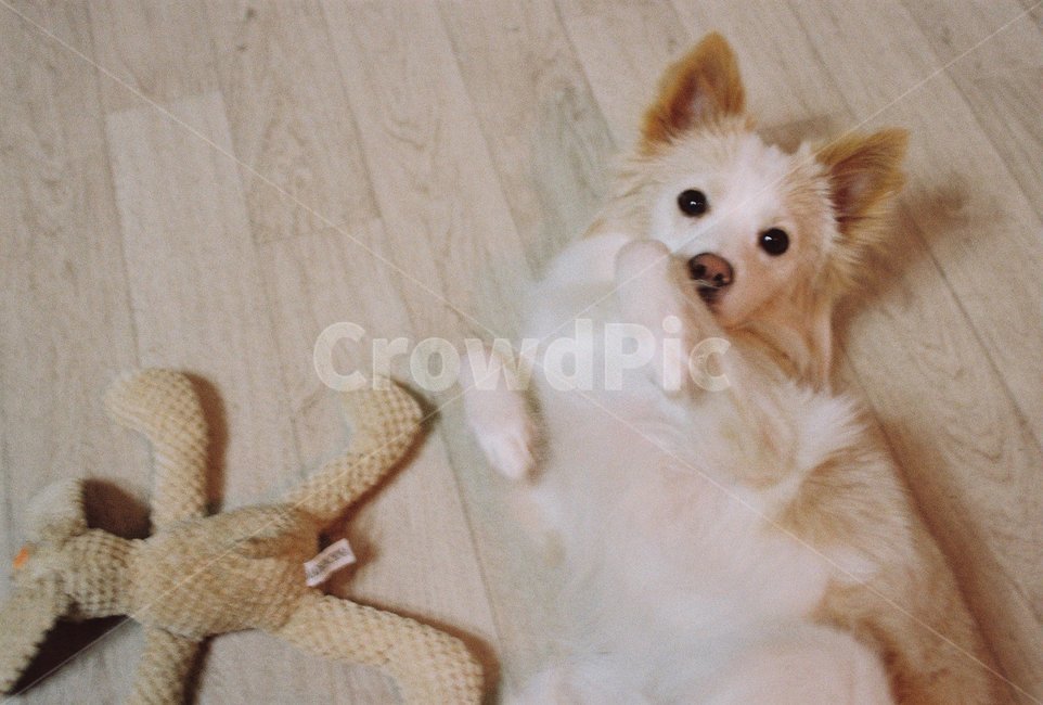 강아지,개,반려견,댕댕이,믹스견,애견,강아지장난감,강아지애교,귀여운강아지,동물,dog,puppy,animal,동물,animal,포유류,mammal,개,강아지,dog,doggy