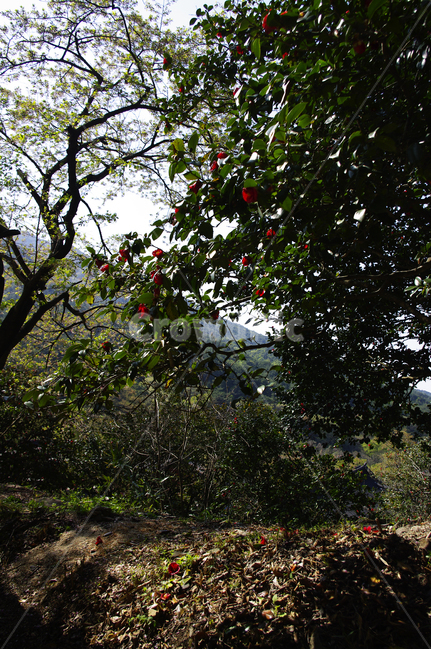 동백나무,동백꽃,나무,식물,plant,꽃,flower,계절,봄,spring,자연,풍경,nature,landscape