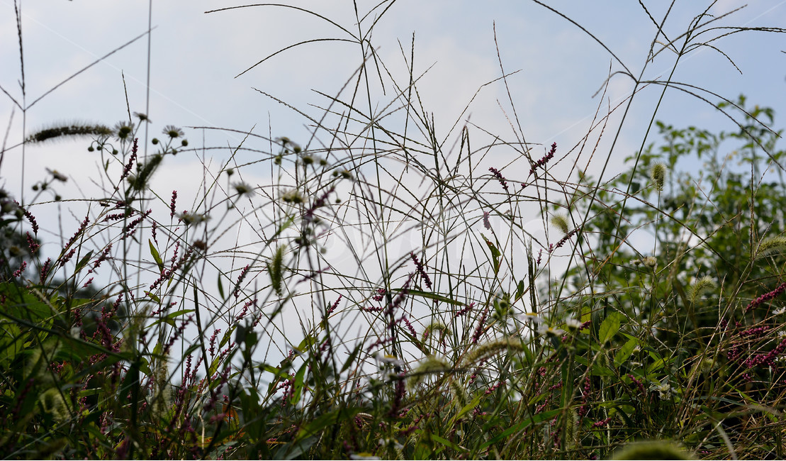 풀,식물,자연,하늘,구름,식물,자연,plants,nature