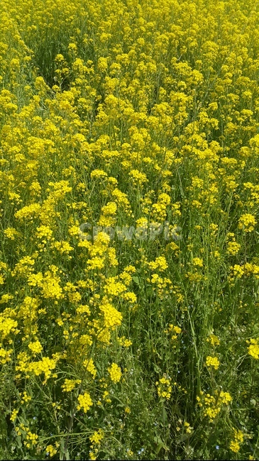 꽃,유채,유채꽃,꽃밭,봄,flower,식물,자연,plants,nature,꽃,flower