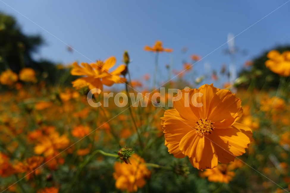 식물,plant,코스모스,가을하늘,꽃,가을,계절,fall,autumn,season,식물,자연,plants,nature,꽃,flower