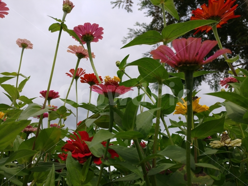 백일홍,zinnia,꽃,가을,지니아,행복,붉은꽃,남지,식물,자연,plants,nature,꽃,flower