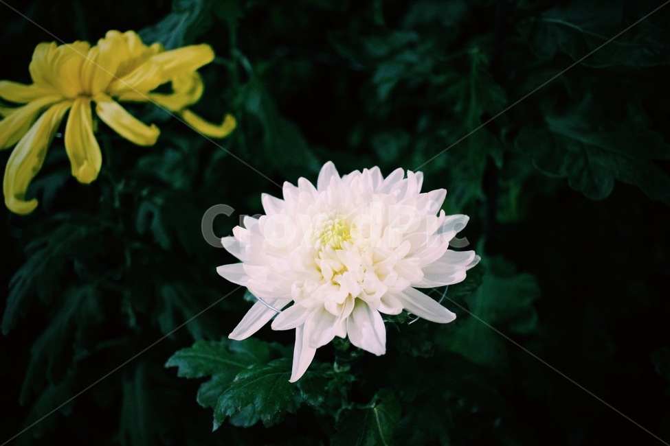 국화,꽃,필름,접사,밤,식물,자연,plants,nature,꽃,flower