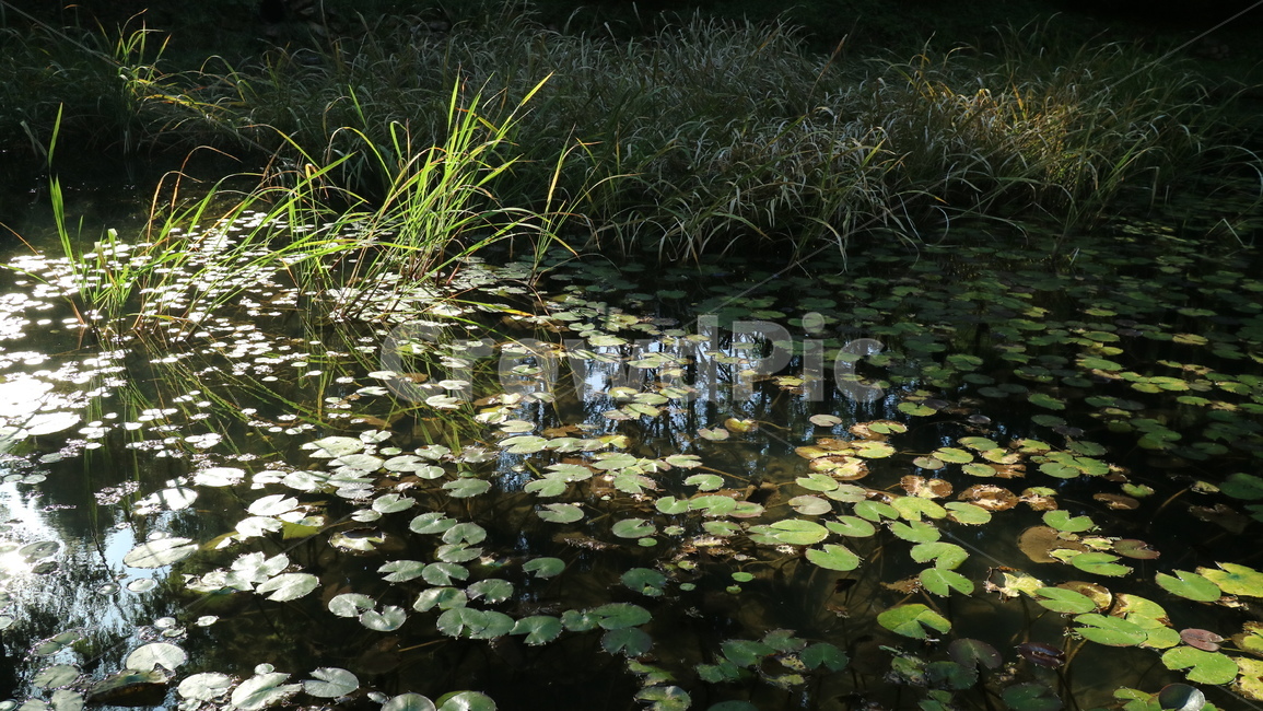 nature,자연,outdoors,옥외,water,물,연꽃,연꽃잎