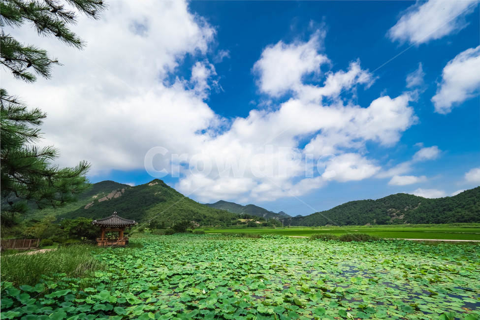 영광,연방죽,자연,연꽃,정관평,자연,풍경,nature,landscape,한국자연풍경,한국자연경관,korea nature landscape,outdoors,옥외,building,건물