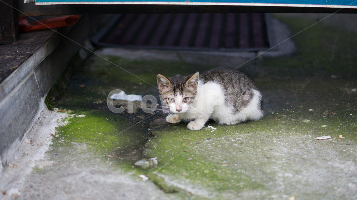 고양이,길고양이,고양이새끼,새끼고양이,포유류,동물,반려동물,애완동물,cat,pet,animal,mammal,kitten,kitty,동물,animal,포유류,mammal,고양이,cat,kitten,kitty