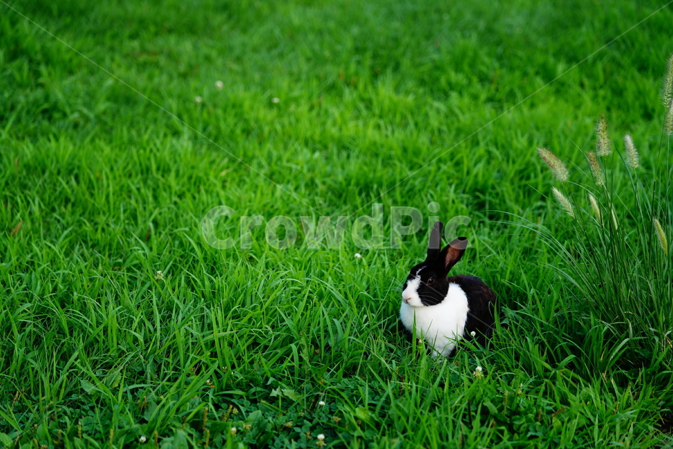 토끼,동물,생명,생물,자연,rabbit,animal,포유류,포유류,mammal