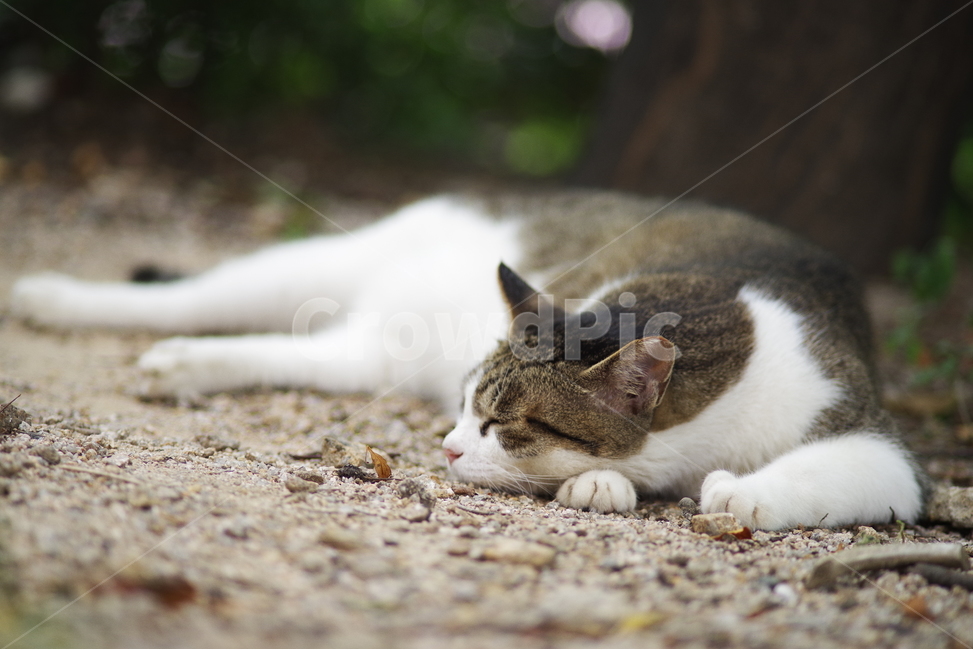 고양이,길고양이,길냥이,동물,야생동물,야생,자연,생물,귀여움,포유류,생명,애완동물,cat,kitty,kitten,cute,lovely,adorable,pet,animal,wild,wildlife,wildanimal,street,streetcat,stray,straycat,동물,animal,포유류,mammal,고양이,cat,kitten,kitty