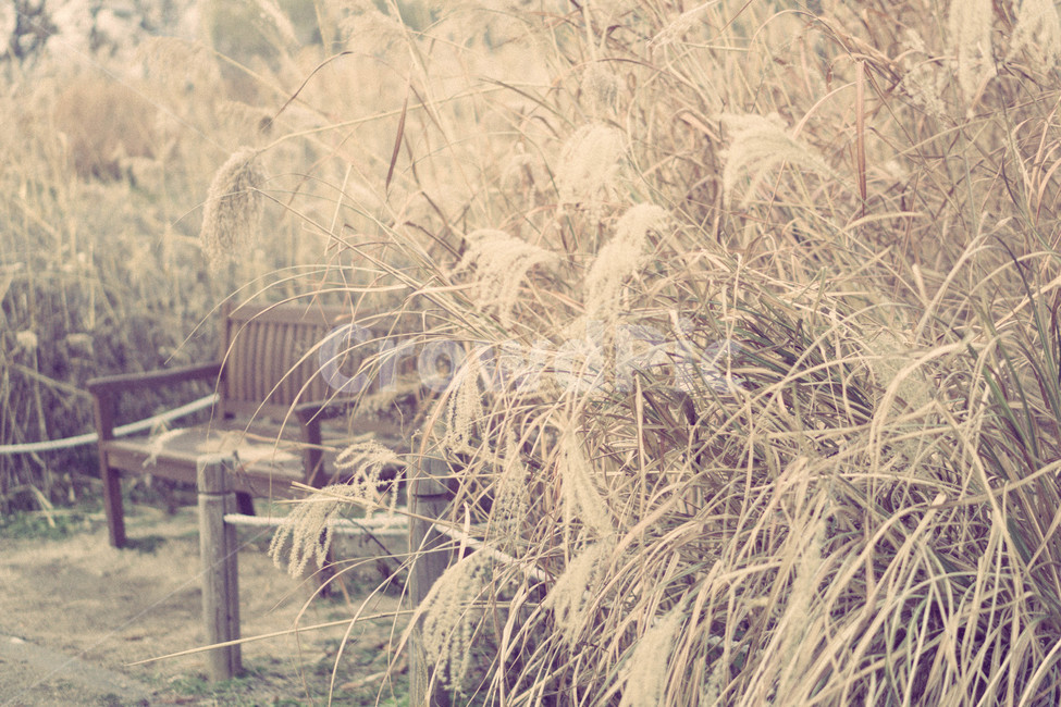 가을계절,의자,억새풀,감성사진,색감,하늘공원,풍경,자연,풍경,nature,landscape,outdoors,옥외,snow,눈