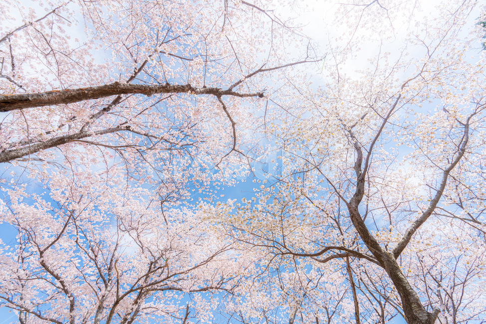 cherryblossom,cherry,background,season,pink,natural,nature,blossom,plant,beautiful,flower,spring,tree,bloom,fullbloom,벚꽃,버찌,벚나무,배경,벚꽃시즌,분홍,핑크,자연,식물,아름다움,꽃,봄,나무,만개,clear,fine,sky,skybackground,soft,청명한,하늘,하늘배경,봄,계절,spring,season