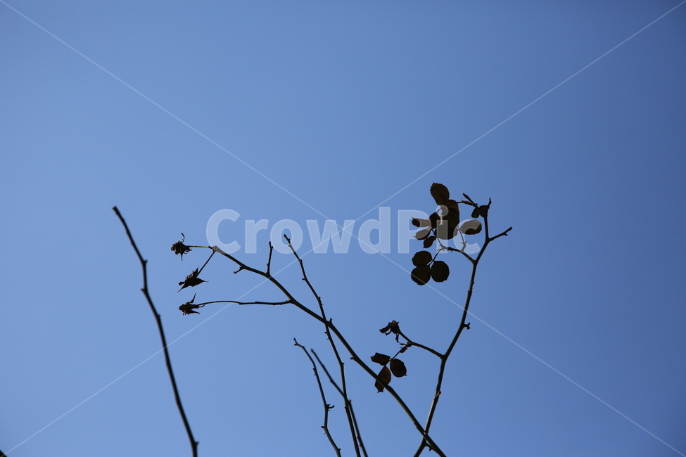 장미,겨울장미,장미꽃,식물,하늘,겨울,계절,winter,season,식물,자연,plants,nature