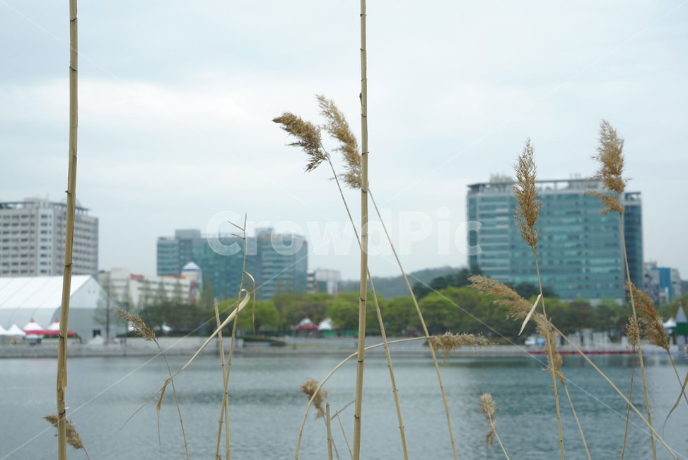 호수공원,갈대,풍경,건물,빌딩,갈대밭,도시,풍경,city,landscape,한국도시풍경,한국도시경관,korea cityscape,grass,잔디,plant,식물,lawn,reed
