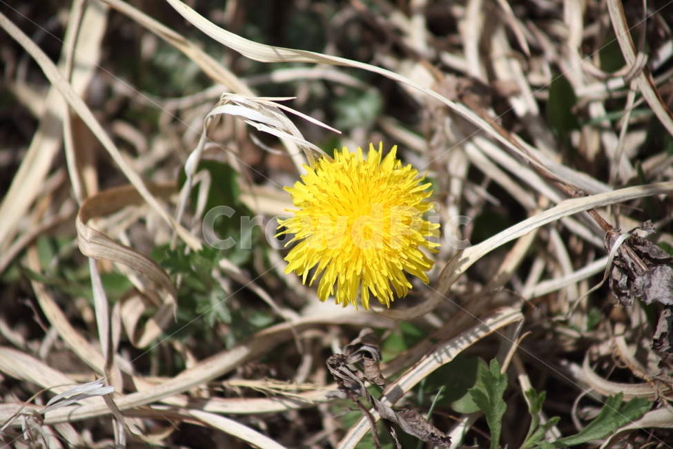 민들레,봄,금잠채,야생화,dandelion