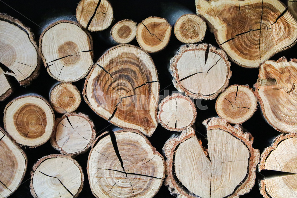 나무,나이테,목재,절단,쌓인나무,감성사진,배경,재료,나무,trees,wood