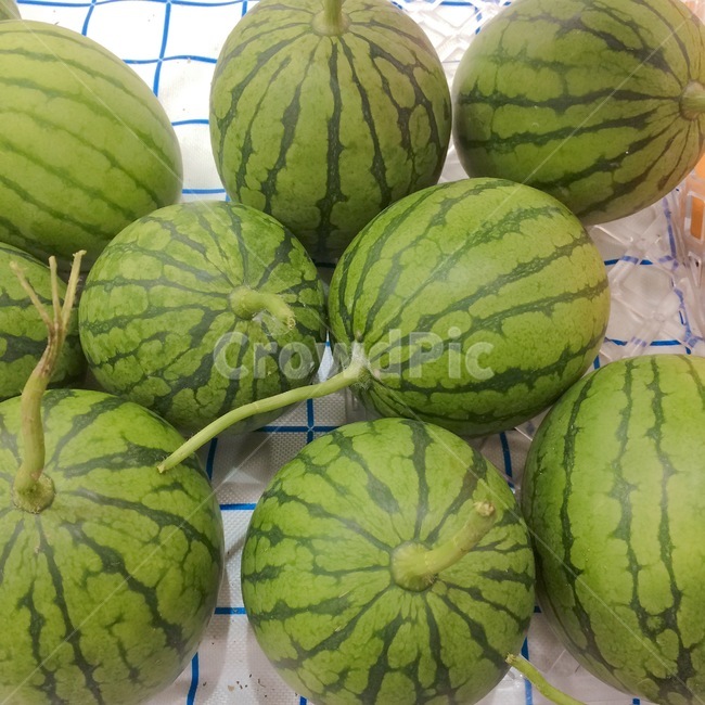 수박,과일,watermelon,fruite,패턴,pattern,음식,식재료,요리,food,cook,meal,dishes,food reserves,과일,열매,fruit