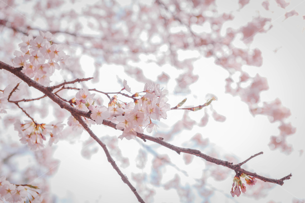 봄,벚꽃,꽃잎,flower,cheeryblossom,봄꽃,봄,계절,spring,season,식물,자연,plants,nature,꽃,flower,plant,blossom