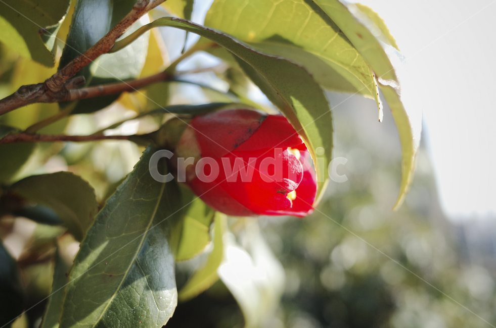 꽃,flower,blossom,red,redflower,빨간꽃,동백,동백꽃,camellia,plant,식물,leaf,잎,식물,자연,plants,nature,꽃,flower