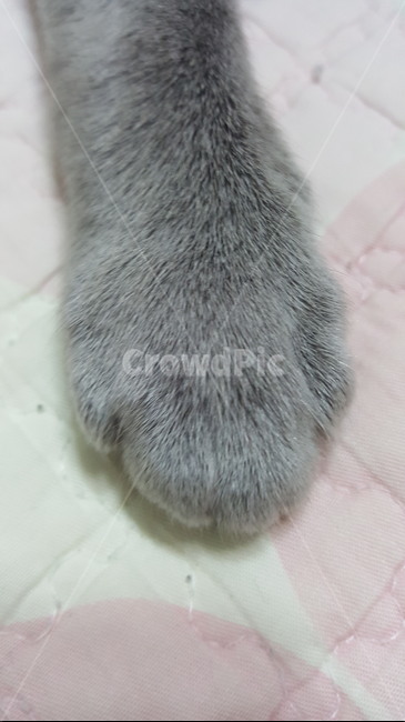 고양이앞발,솜방망이,러시안블루,애교,고양이,고야이포옹,반려묘,cat,kitty