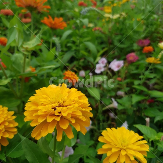 plant,식물,flower,꽃,노랑,yellow,green,blossom,spring,summer,꽃밭,여름,봄
