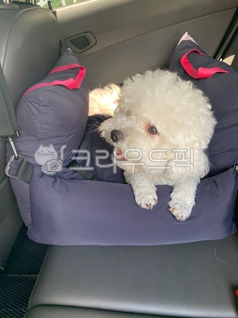 강아지,강아지카시트,강아지차시트,강아지차,애견카시트,멍카시트,펫카시트,애견차시트,멍차시트,펫차시트,차시트,카시트,강아지집,강아지방석