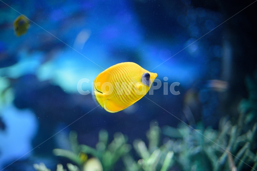 shark,water,aquarium,swimming,Pisces,coral,fish,animal,Nemo,swim
