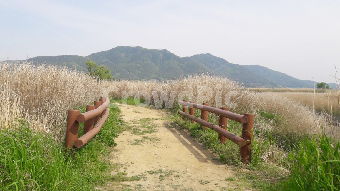 잔디,식물,갈대,길,데크