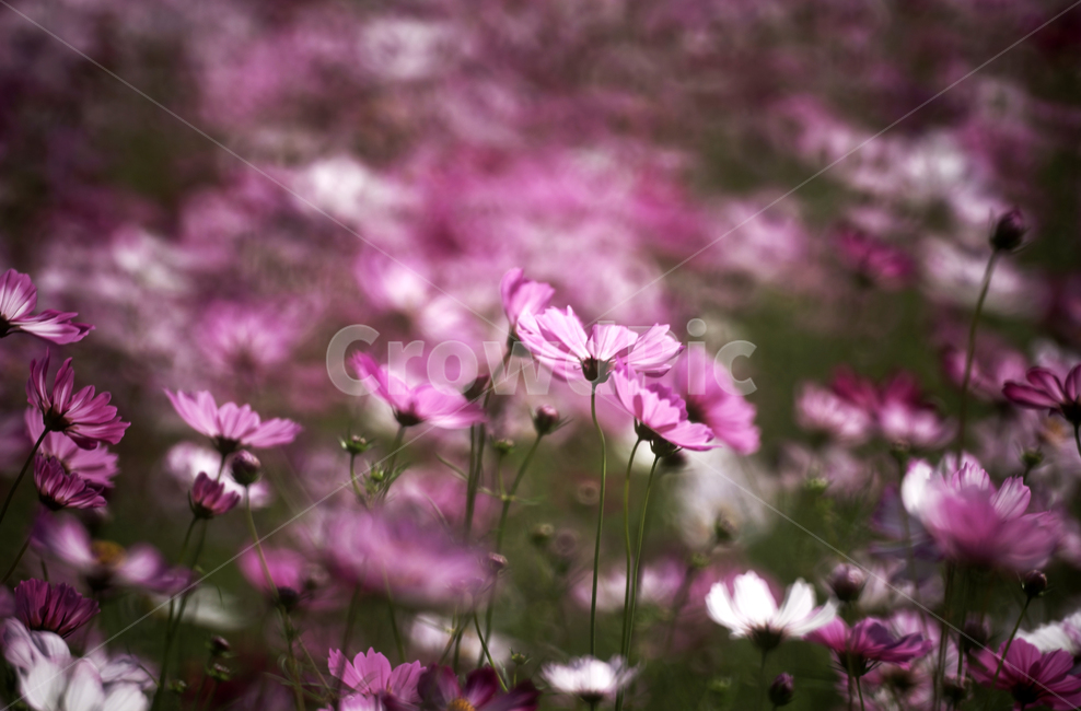 코스모스,꽃,식물,계절,가을,감성,가을,계절,fall,autumn,season,식물,자연,plants,nature,꽃,flower,geranium,제라늄,blossom,plant