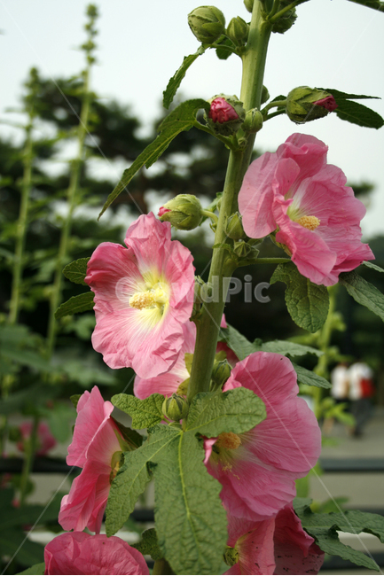 접시꽃,식물,flower,plants,nature,꽃,꽃봉오리,식물,자연,plants,nature,꽃,flower