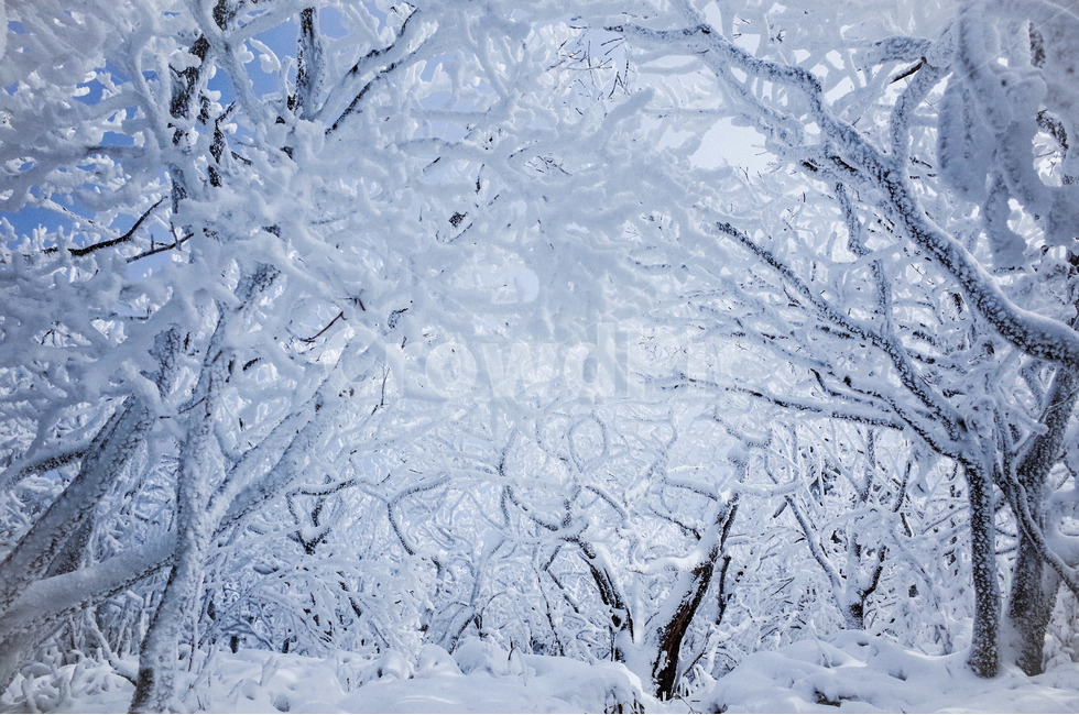 상고대,눈쌓인,겨울나무,눈내린,겨울산,폭설,겨울,계절,winter,season,자연,풍경,nature,landscape,outdoors,옥외,snow,눈