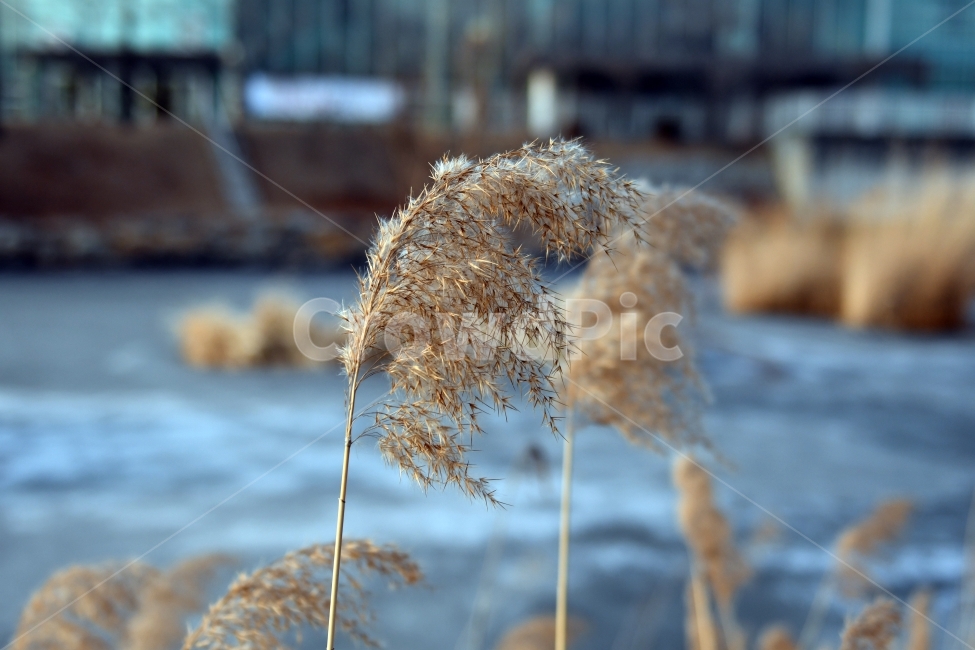 겨울,호수,갈대,얼음,배경,식물,자연,plants,nature