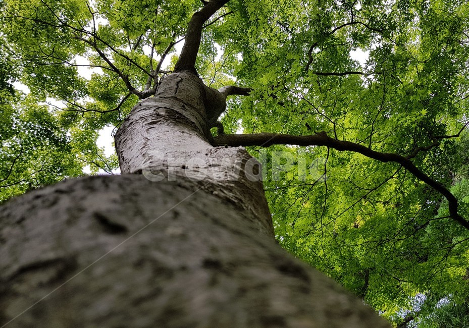 근접,접사,나무,숲,초록,푸른,식물,자연,plants,nature,나무,trees,wood