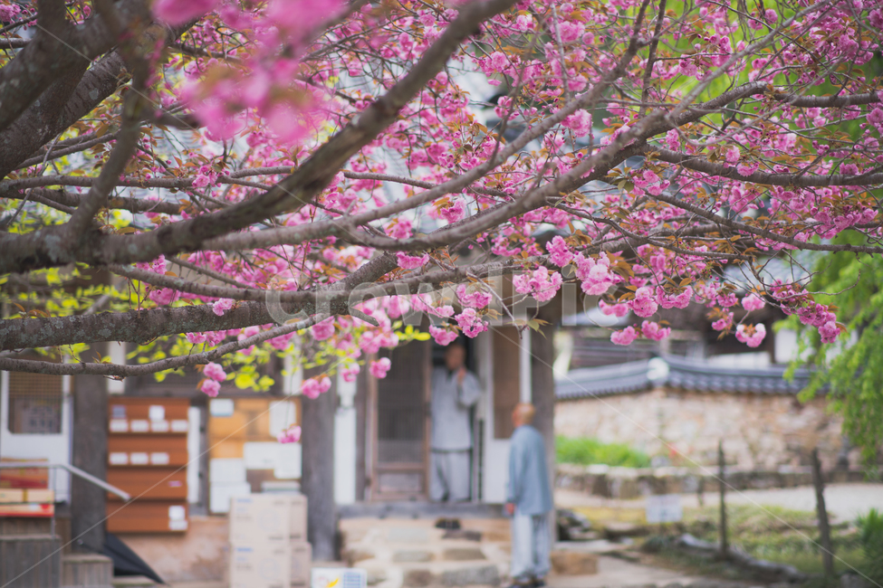 전남,순천,선암사,겹벚꽃,왕벚꽃