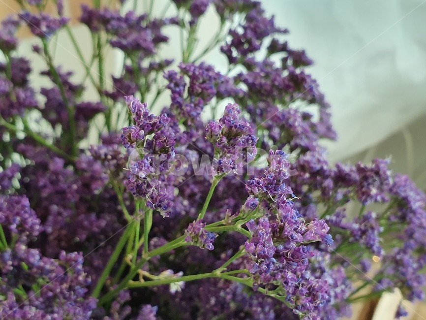 보라색,식물,plant,꽃,flower