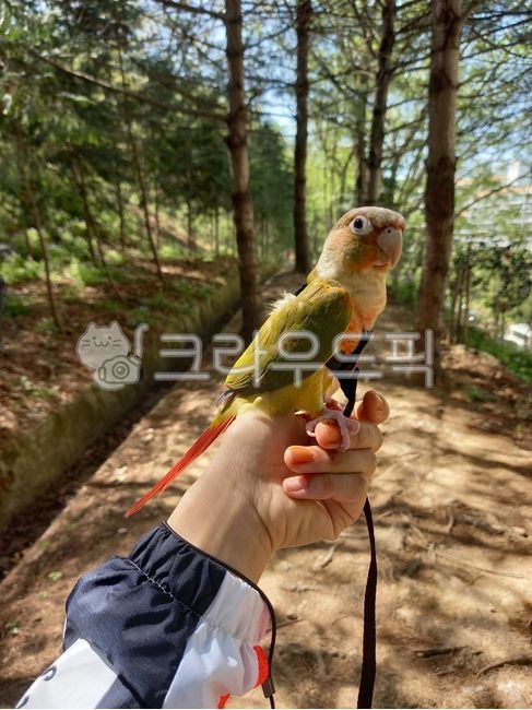 bird,conure,animal,parrot,walk,pet,Pineapple Conure