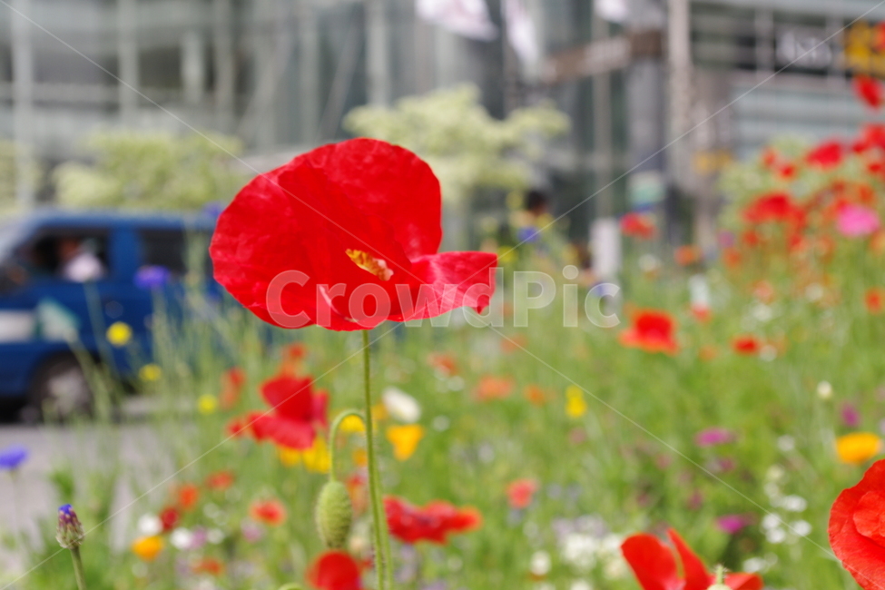 양귀비,꽃,flower,꽃밭,빨강,빨간,red