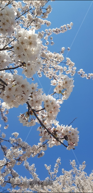 벚꽃,꽃구경,꽃놀이,벚꽃축제,꽃,벚꽃하늘,꽃하늘,봄,계절,spring,season,plant,식물,flower,blossom