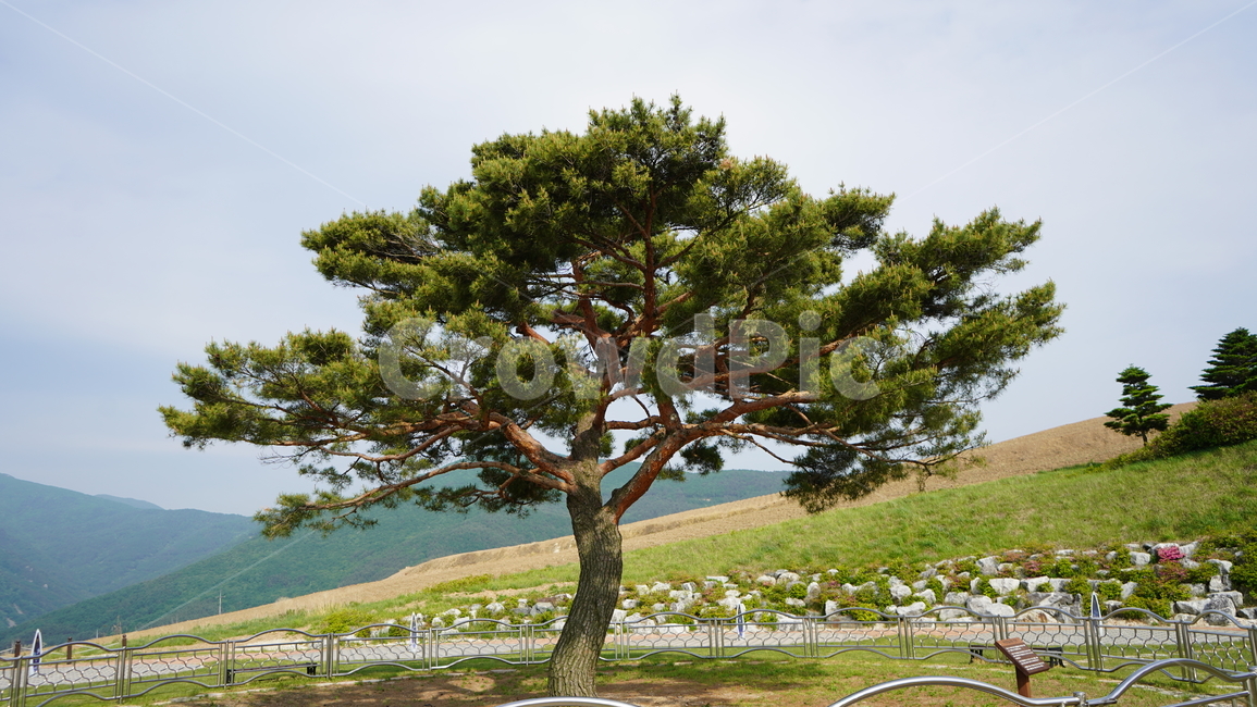 소나무,산정상,타임캡슐공원,청송,공원,시간