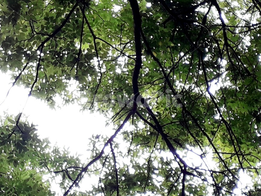 plant,식물,tree,나무,나뭇잎,초롯,초록색