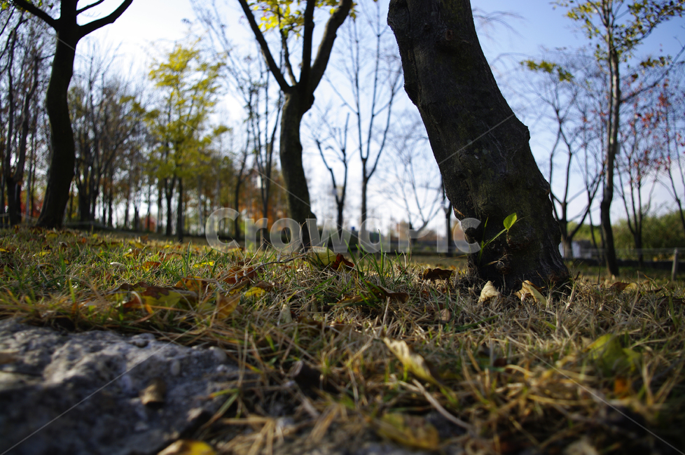 autumn,가을,나무,단풍,식물,낙엽,자연,풍경,nature,landscape,tree,tree trunk,나무 줄기,plant,ground,바닥