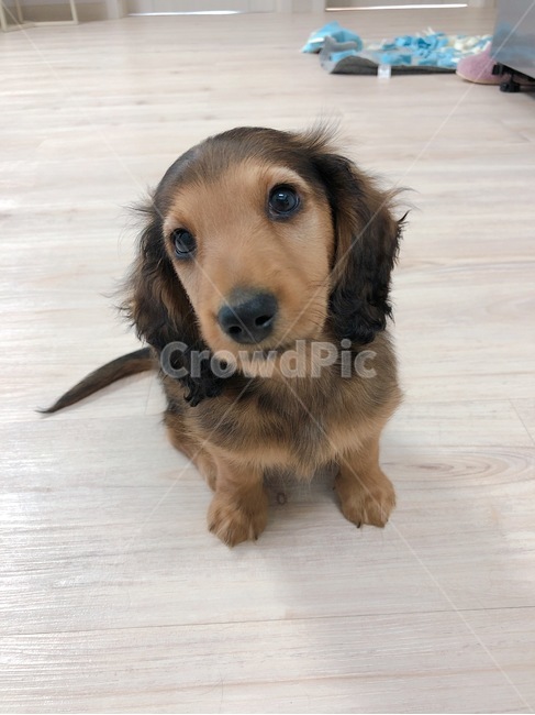 장모닥스훈트,닥스훈트,애견,강아지,반려견,동물,animal,포유류,mammal,개,강아지,dog,doggy